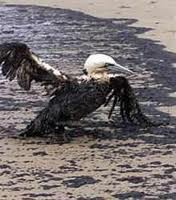 /album/fotogaleria-galeria/fotos-prezi-comprimidas-15-jpg1/